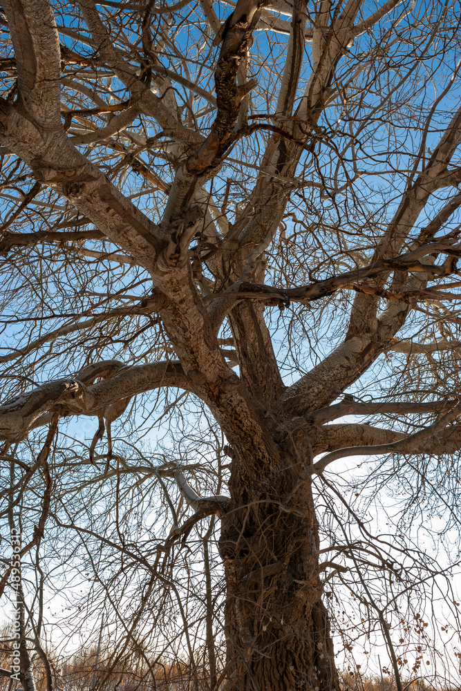 Tree at The Tianshan, Divine Wood Garden, Wensu County, Aksu, Xinjiang, China Tree at The Tianshan, Divine Wood Garden, Wensu County, Aksu, Xinjiang, China