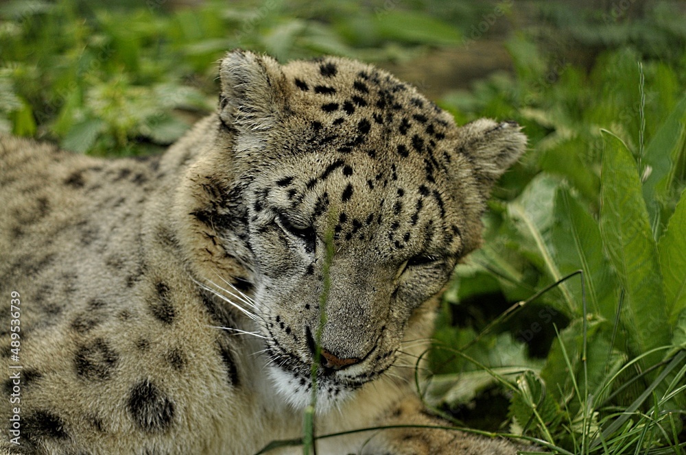 Animals are a traditionally distinguished category of organisms, currently considered as a biological kingdom. Animals are the main object of zoology study. Animals are a traditionally distinguished category of organisms, currently considered as a biological kingdom. Animals are the main object of zoology study.