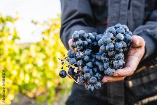 Close up on hands of unknown man holding a bunch of red grapes in vineyard copy space side view