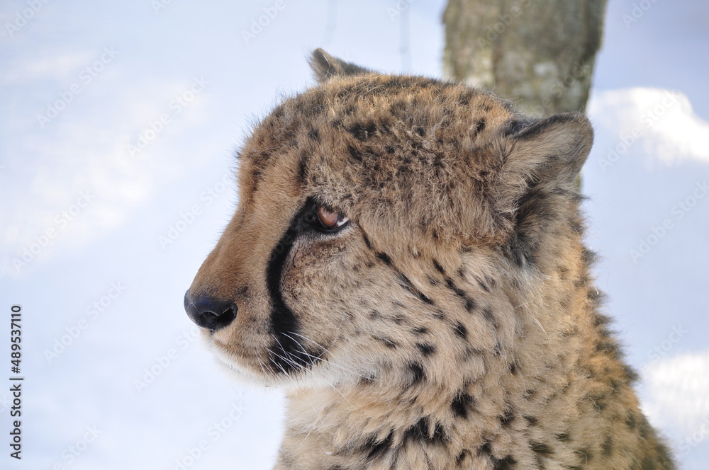 Animals are a traditionally distinguished category of organisms, currently considered as a biological kingdom. Animals are the main object of zoology study.