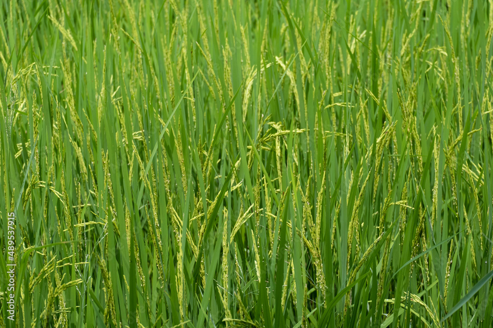 beauty fresh golden and green paddy rice food tree in thailand farming.season farmer harvest organic natural plant full frame beauty fresh golden and green paddy rice food tree in thailand farming.season farmer harvest organic natural plant full frame