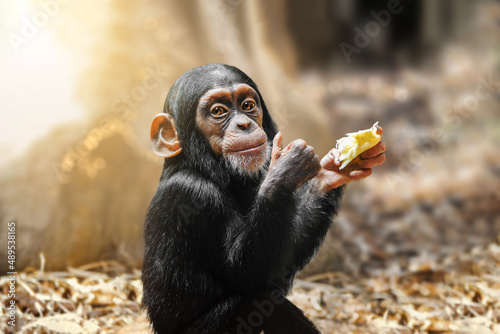 Photography Little baby chimpanze showing thumb up while smiling and looking to the camera