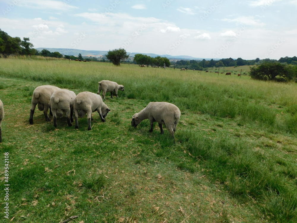 Closeup side view of Hampshire Ram sheep with cute little button tails and large sacks, grazing in a lush green grass field, in Gauteng, South Africa on a hot summer's day Closeup side view of Hampshire Ram sheep with cute little button tails and large sacks, grazing in a lush green grass field, in Gauteng, South Africa on a hot summer's day
