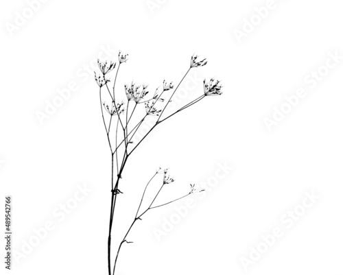 Silhouette of a dry umbrella plant isolated on a white background. Last year's parsley plant with seeds and leaves.