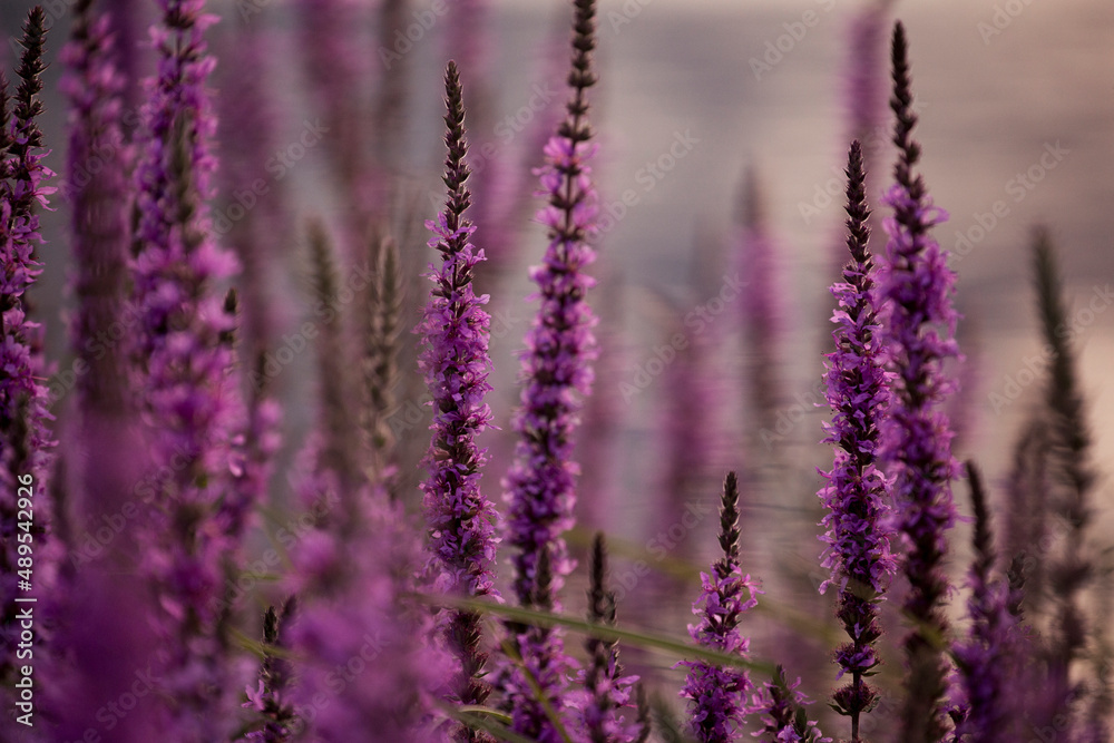 Obraz premium fuchsia flowers field at sunset with blurred background