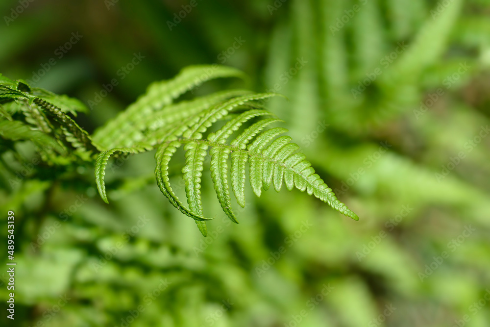 Common male fern