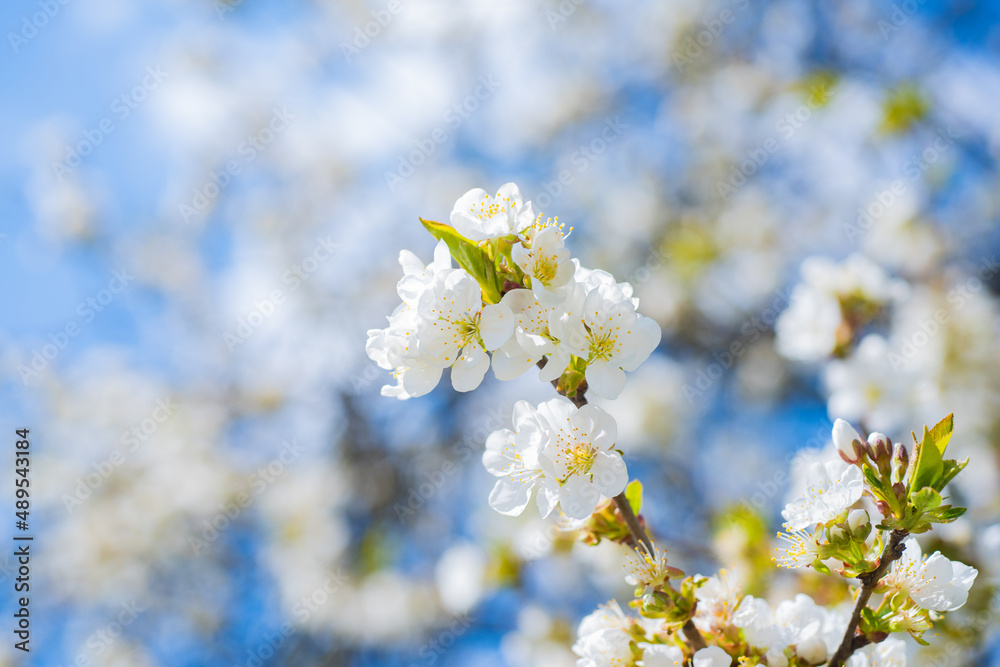 white flowers of blooming cherry tree in spring white flowers of blooming cherry tree in spring