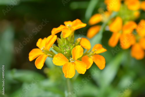 Wallflower Golden Bedder