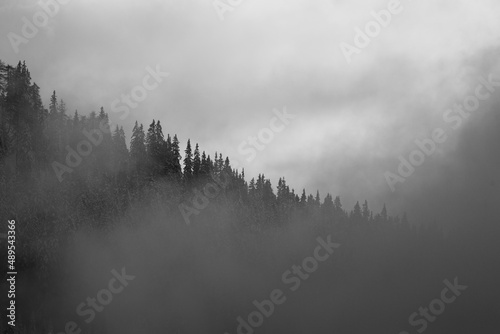 black and white photo of a misty morning in the forest