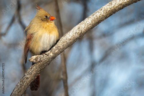 female cardinal perched on branch