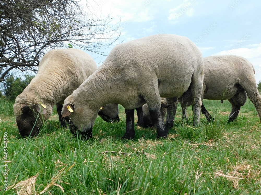 Closeup side view of Hampshire Ram sheep with cute little button tails and large sacks, grazing in a lush green grass field, in Gauteng, South Africa on a hot summer's day Closeup side view of Hampshire Ram sheep with cute little button tails and large sacks, grazing in a lush green grass field, in Gauteng, South Africa on a hot summer's day