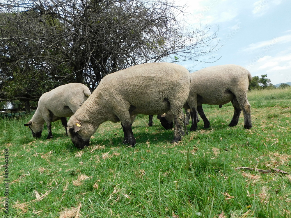 Closeup side view of Hampshire Ram sheep with cute little button tails and large sacks, grazing in a lush green grass field, in Gauteng, South Africa on a hot summer's day Closeup side view of Hampshire Ram sheep with cute little button tails and large sacks, grazing in a lush green grass field, in Gauteng, South Africa on a hot summer's day