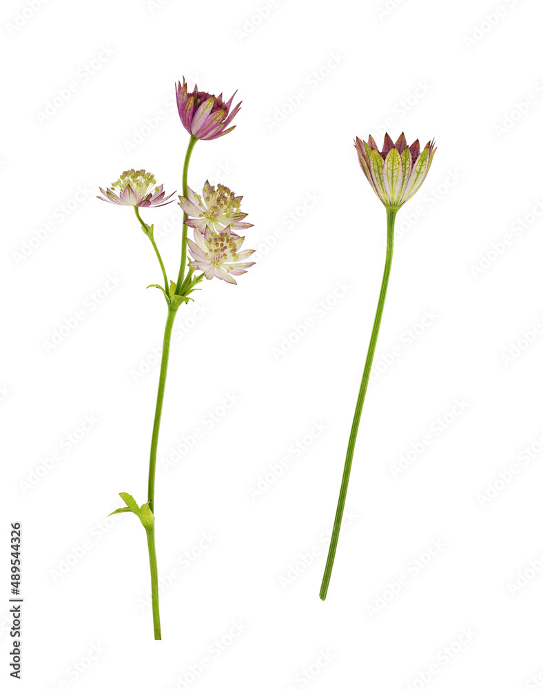 Set of pink astrantia flowers