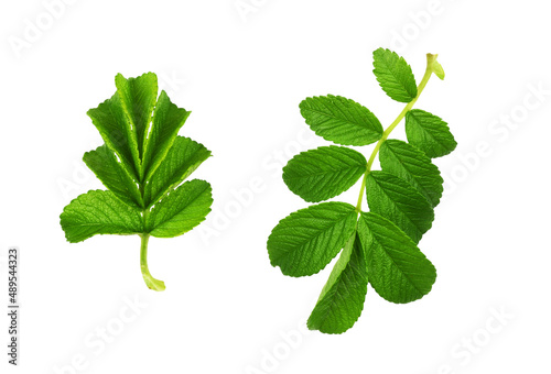 Wild rose leaves isolated o...