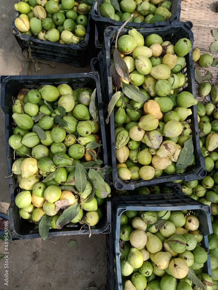 Collection of guava 