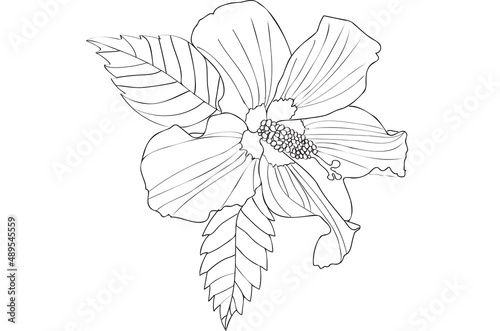 Hibiscus flower with leaves  painted black and white  designed for postcard and other    