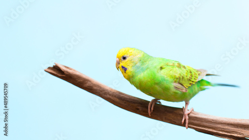 A sideways-facing budgie perched on a branch