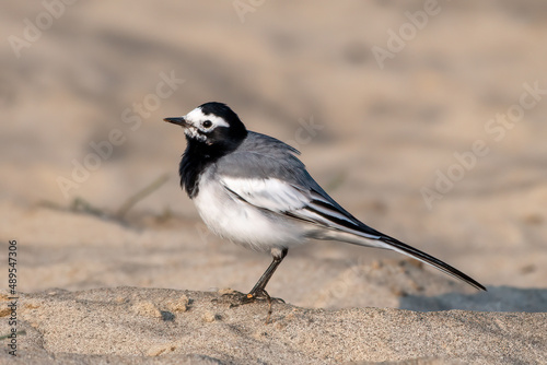 A white wagtail on the banks of Kosi river in Corbett National Park, Uttarakhand, India photo