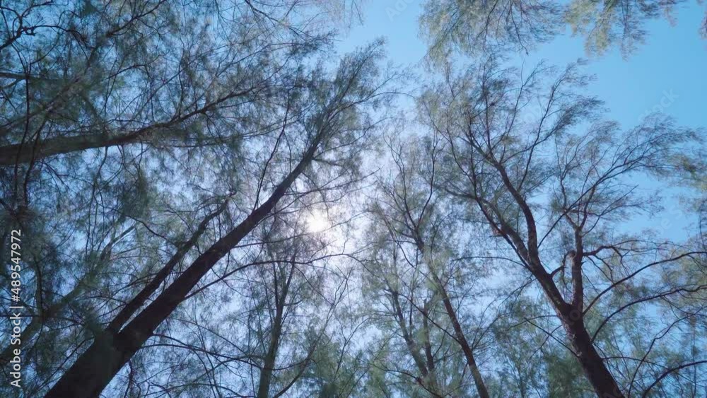 Canopy of pine trees bottom view wide angle background. Canopy of pine trees bottom view wide angle background.