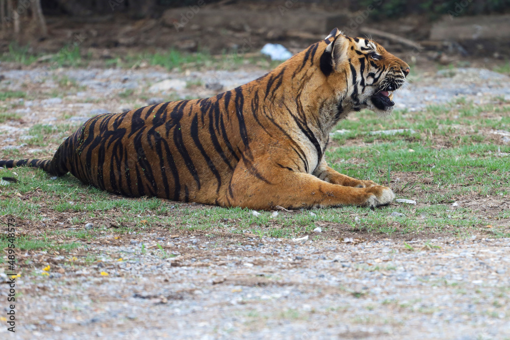 Naklejka premium The bengal tiger is sit and rest in garden
