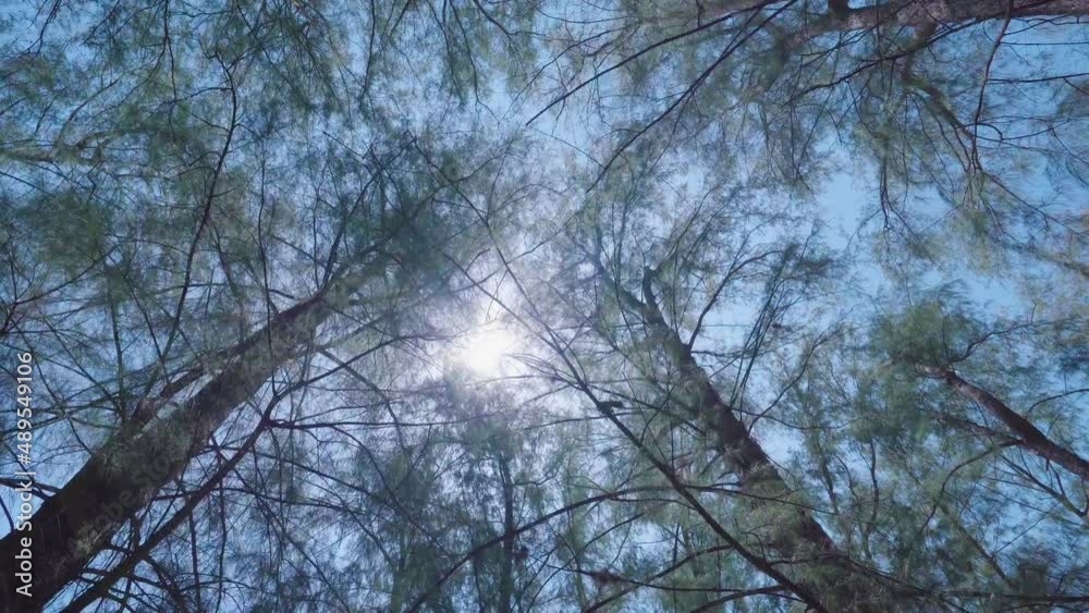 Canopy of pine trees bottom view wide angle background. Canopy of pine trees bottom view wide angle background.