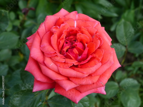 red rose on a green background