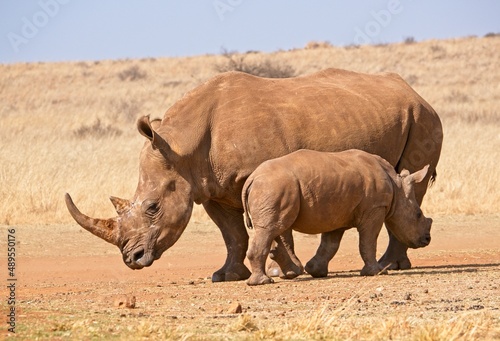 Female White Rhino with young calf in African grassland