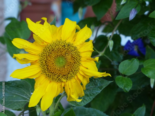 sunflower on a green background