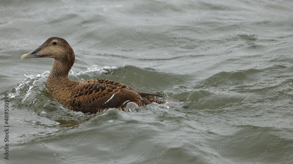 close up of cute brown common eider sea duck female swimming in harbor in the morning in denmark scandinavian. wildlife animal seabird can find along the shoreline of the seas