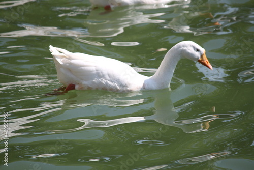 white goose swimming