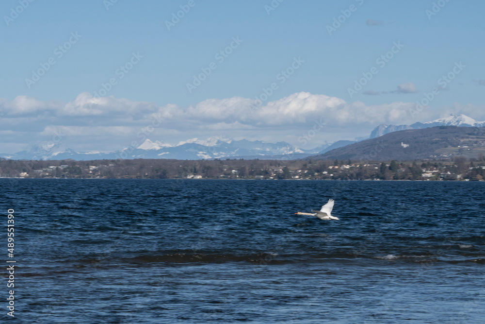 Fototapeta premium cygne en vol