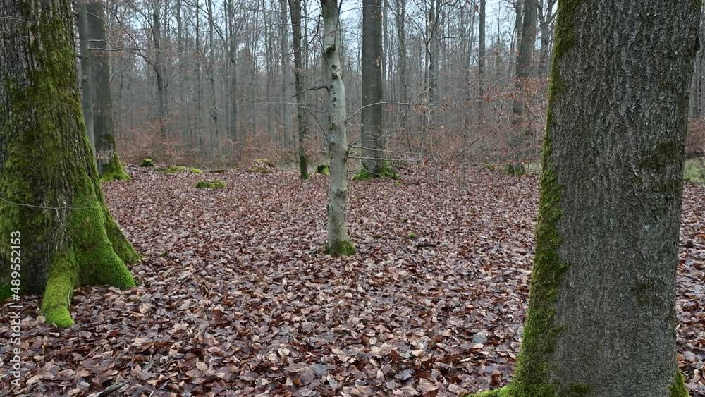 Forest floor with fallen leaves, between big trees, pan in pov Forest floor with fallen leaves, between big trees, pan in pov