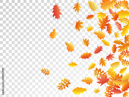 Oak, maple, wild ash rowan leaves vector, autumn foliage on transparent background.