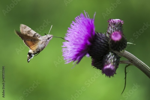 Macroglossum stellatarum - Butterfly Hummingbird - Beautiful sunny weather, butterfly sucking nectar blossom. Czech Republic, Beskydy.