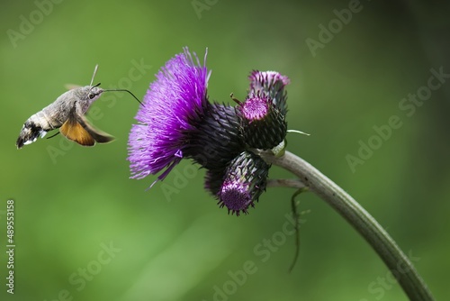 Macroglossum stellatarum - Butterfly Hummingbird - Beautiful sunny weather, butterfly sucking nectar blossom. Czech Republic, Beskydy. photo