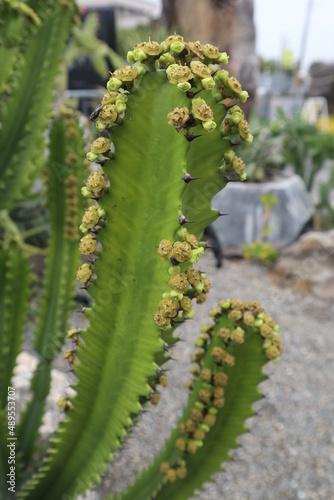 various type of Cactus design for green power concept