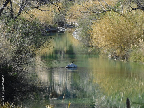 Ave en el rio, Comunidad Valenciana