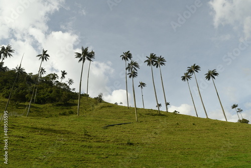 La vallée de cocora en colombie dans le quindio avec ses géants palmiers
