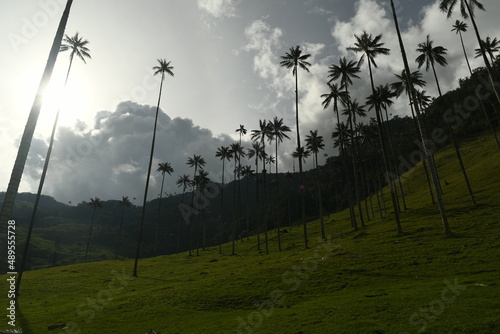 La vallée de cocora en colombie dans le quindio avec ses géants palmiers