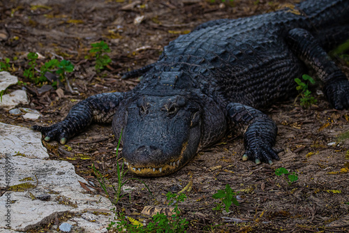 portrait alligator in the everglades