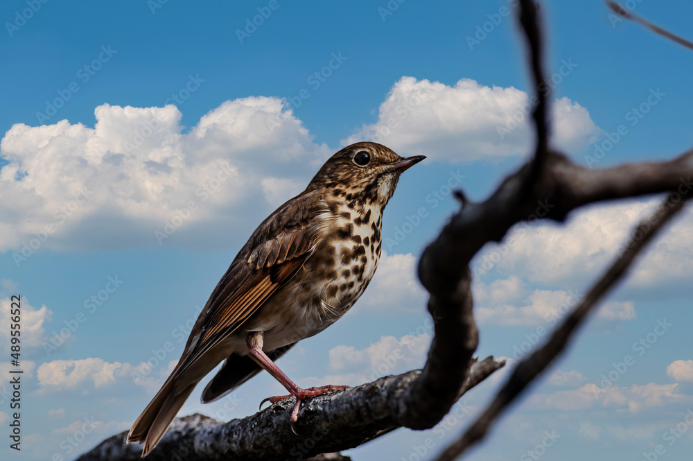 Swainson's Thrush (Catharus ustulatus) Swainson's Thrush (Catharus ustulatus)
