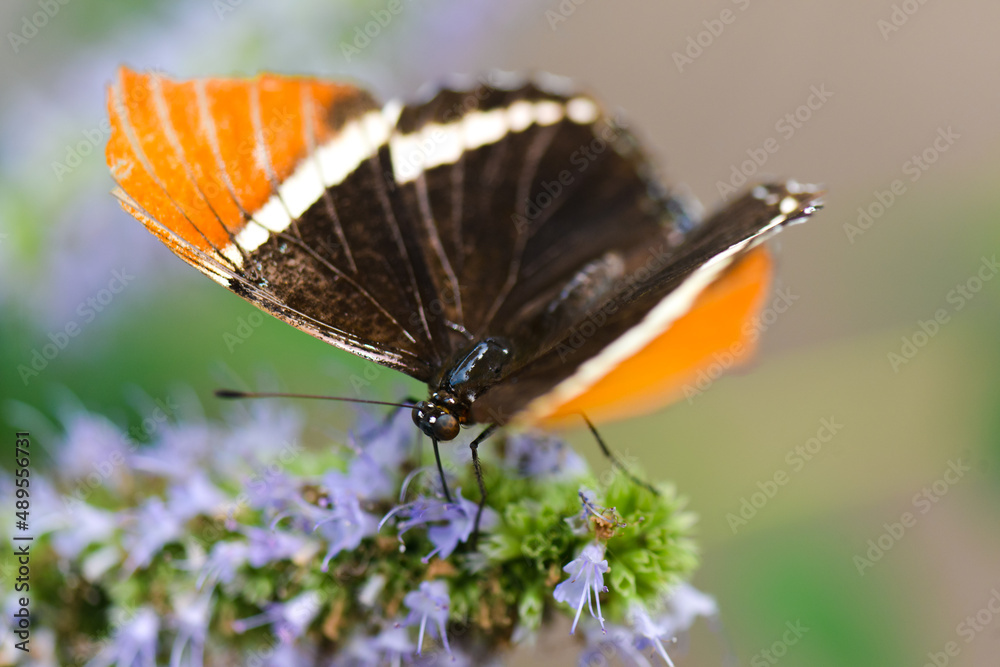 Fototapeta premium butterfly on flower