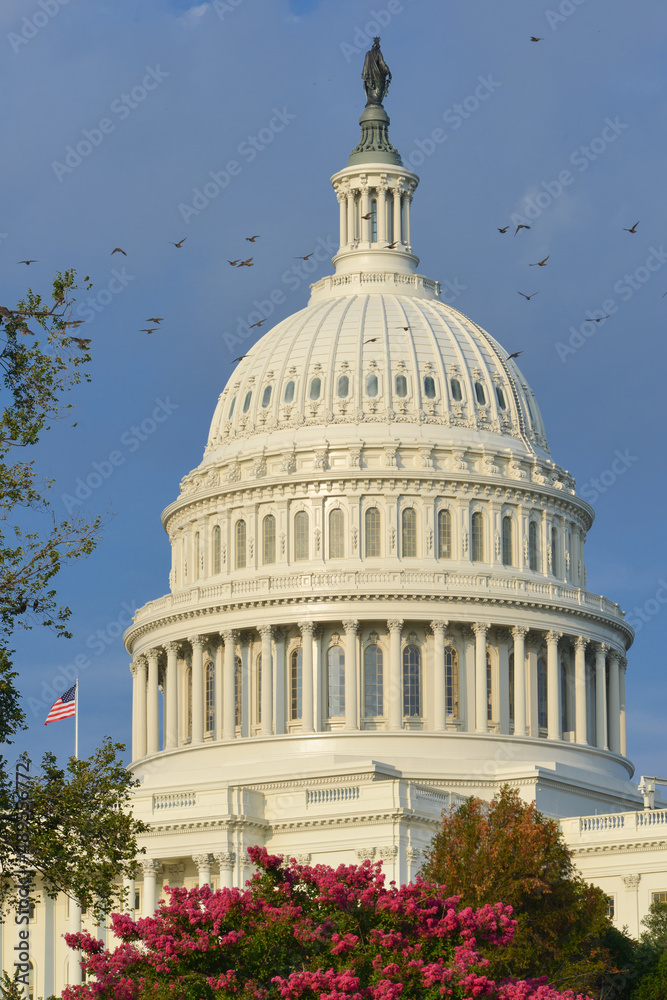 Obraz premium Capitol building ,, Washington DC, United States