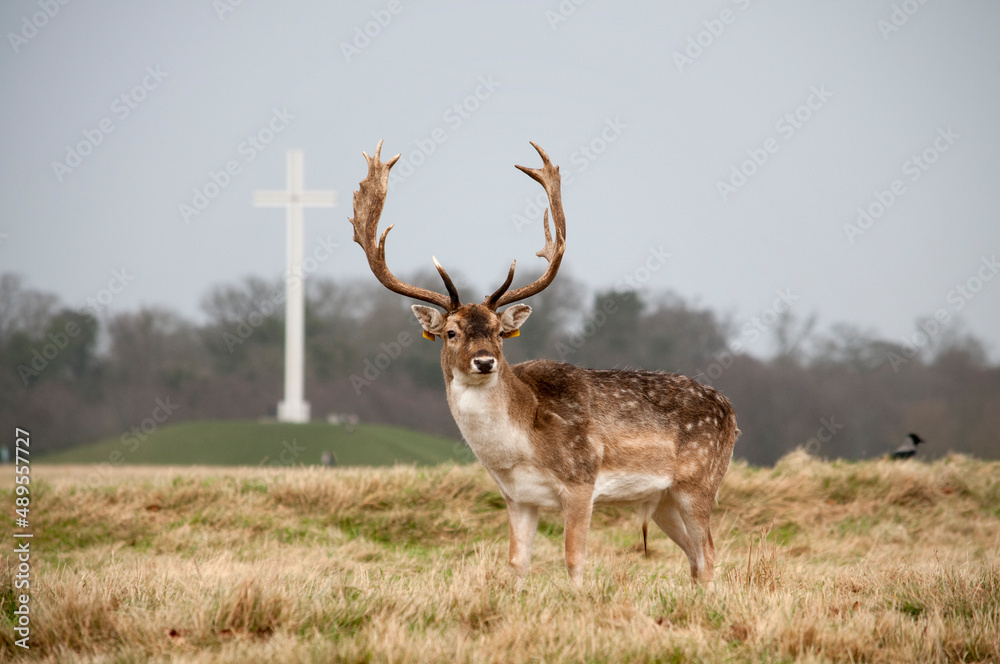 Deer in Phoenix Park Deer in Phoenix Park