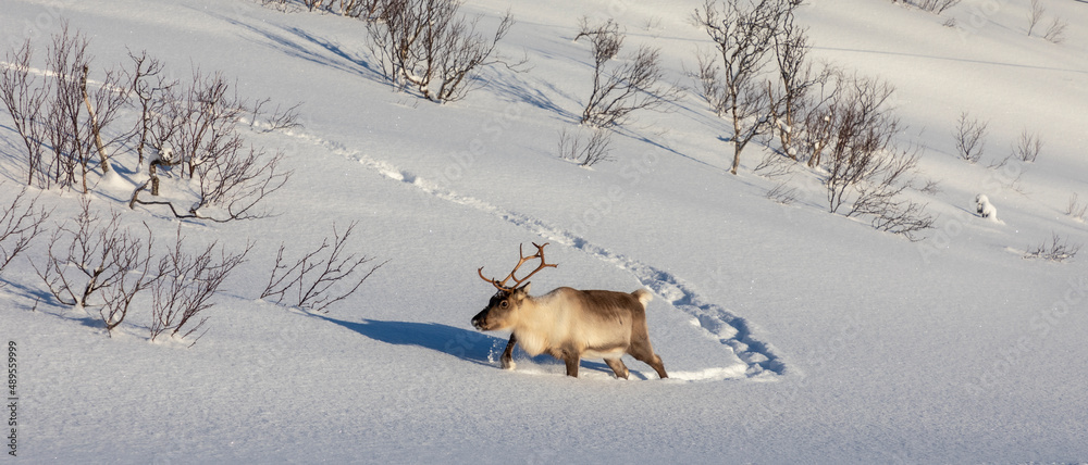 herd of reindeers on Senja island in northern Norway