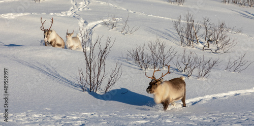 herd of reindeers on Senja island in northern Norway