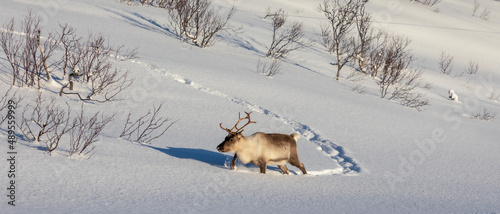 herd of reindeers on Senja island in northern Norway