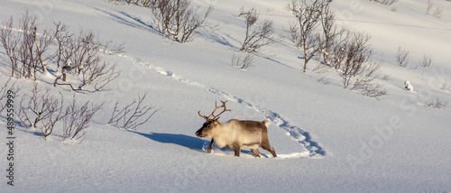 Obraz na płótnie herd of reindeers on Senja island in northern Norway w salonie