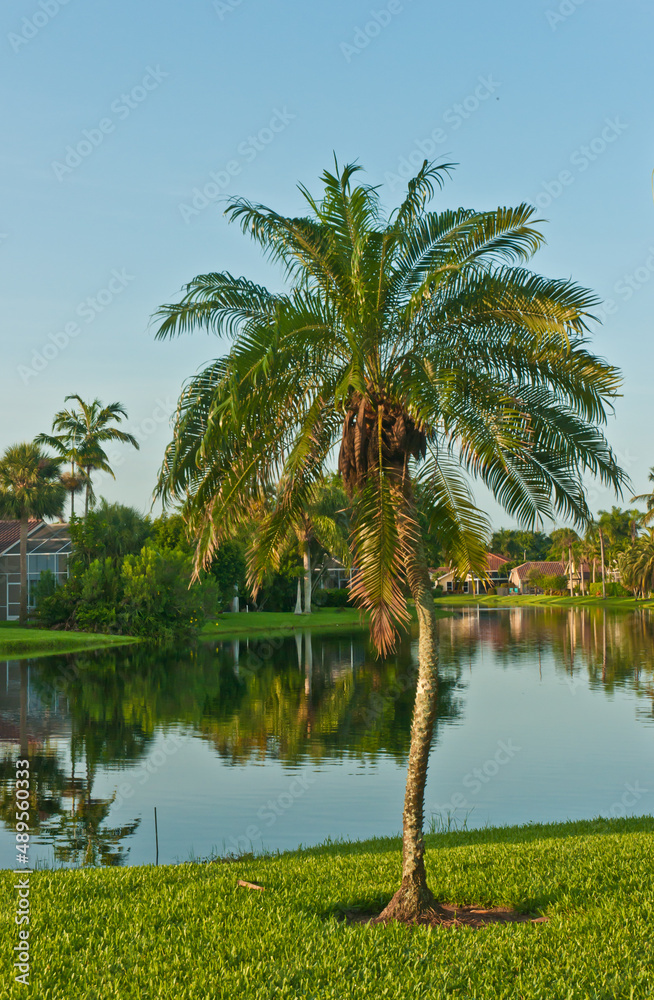 front view, medium distance of single, young, palm tree on edge of a tropical lake in early morning sunlight