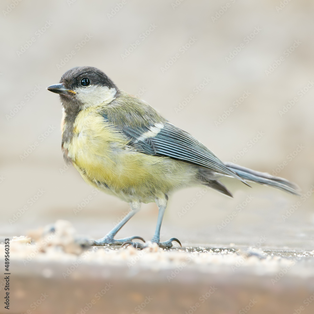 Fototapeta premium The Eurasian blue tit is a small passerine bird in the tit family Paridae. The bird is easily recognisable by its blue and yellow plumage.